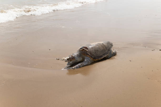 istock Dead Caretta Caretta hit the beach. 1314304810