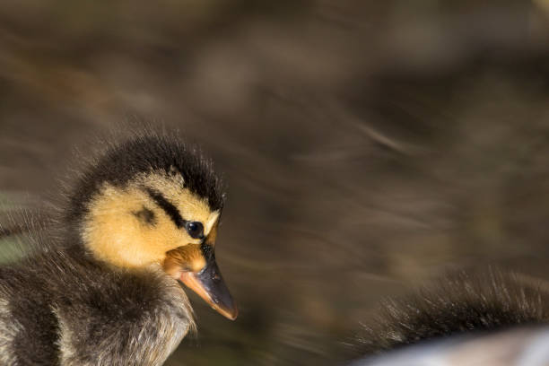 istock Mallard duckling portrait 1314304868