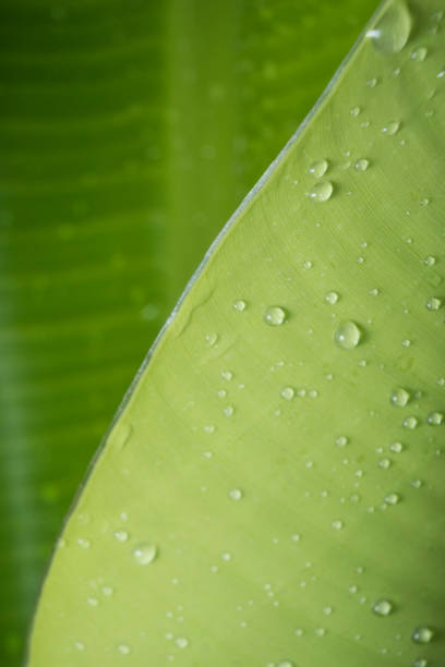 istock Close-up of green leaf with raindrop on top 1314305211