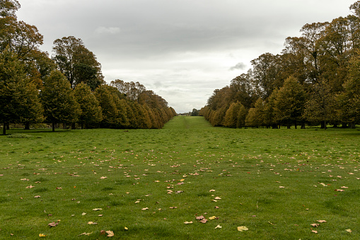green road and venue of trees. Grass and leaves, straight line at the start of Autumn grey sky