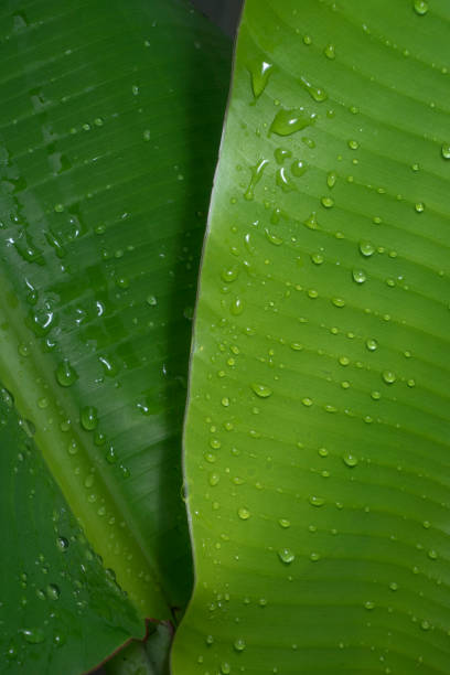 istock Close-up of green leaf with raindrop on top 1314306328