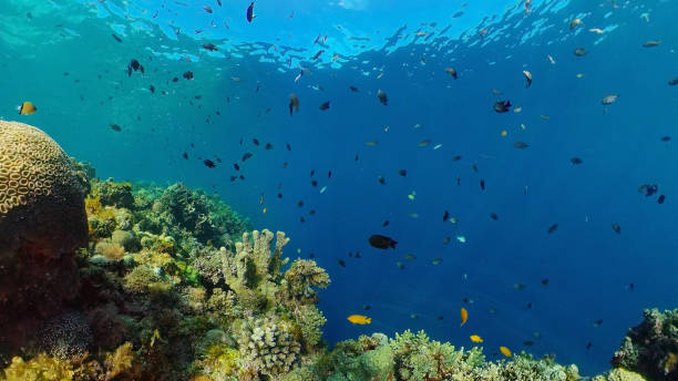 istock Coral reef and tropical fish underwater. Philippines 1314306745