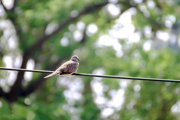 istock Dove bird on the electric cables wire 1314307641