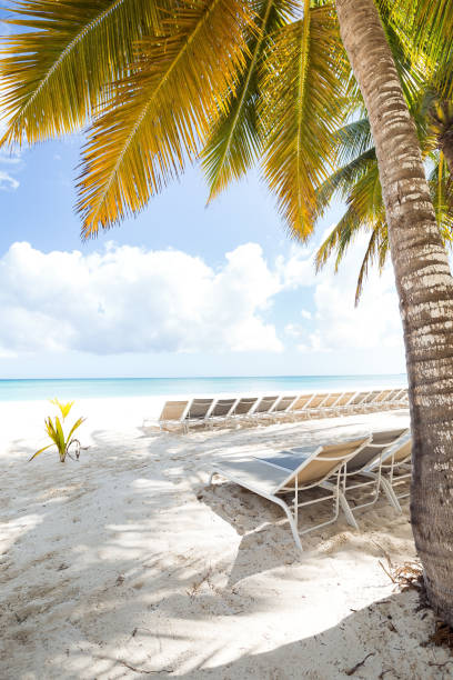 istock Beach scene with sunbeds under coconut palms 1314307657