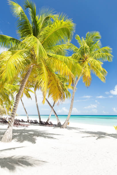 istock Beach scene with sunbeds under coconut palms 1314308093