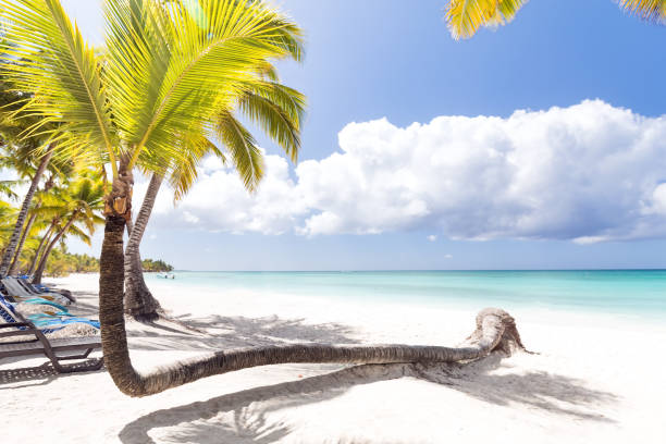 istock Beach scene with sunbeds under coconut palms 1314308372