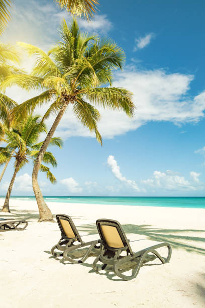 istock Beach scene with sunbeds under coconut palms 1314308394