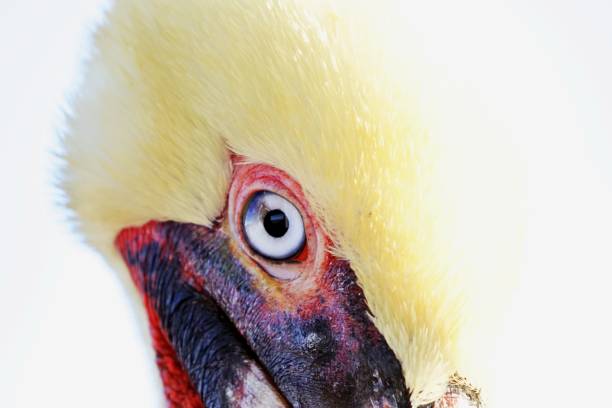 istock Pelican in the Caribbean 1314309633