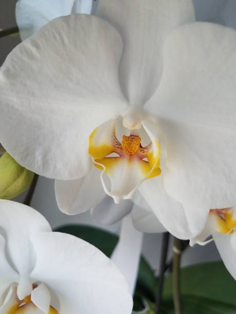 istock A close up view of white orchid flowers 1314311863