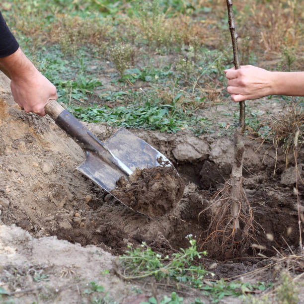 istock joint planting of fruit trees 1314311952