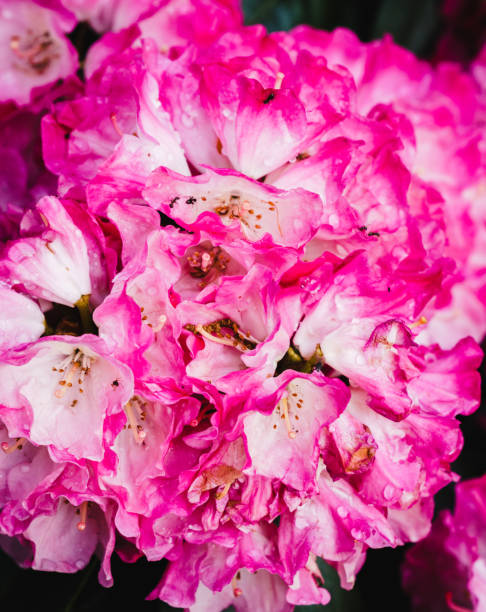 istock pink rhododendron flower close-up 1314313574