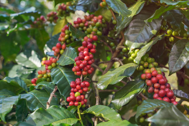 istock Close-up view of Arabica coffee beans 1314313916