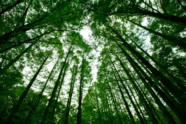 istock In the fresh green forest where the green is bright 1314314751