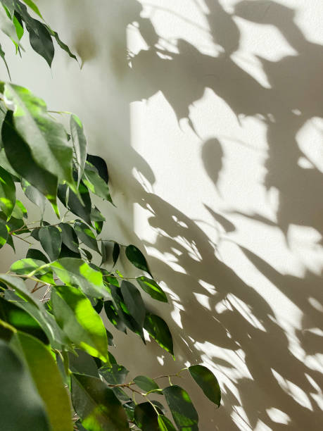 istock Decorative house plant on white background with natural light. Creative nature background. gardening concept. Decoration of home interior 1314314850