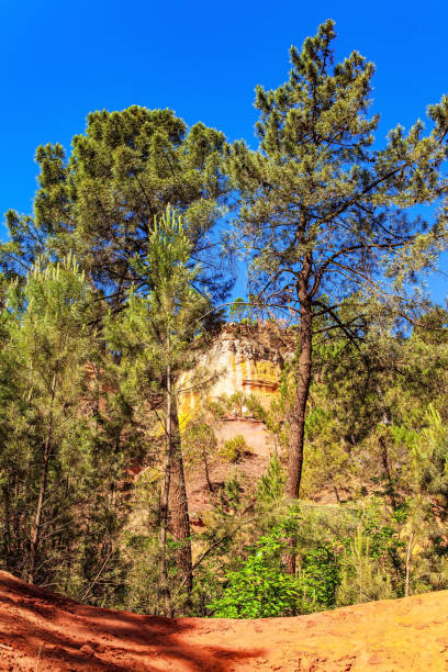istock The forest in sunny day 1314315117