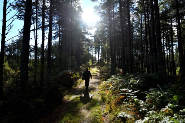 istock Walker in forest at Loch Brora Scotland 1314315192