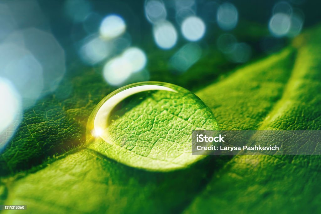 Beautiful artistic image of environment nature in spring or summer. Beauty transparent drop of water on a green leaf macro with sun glare. Beautiful artistic image of environment nature in spring or summer. Nature Stock Photo