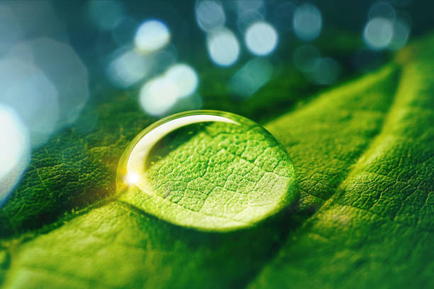 Beautiful artistic image of environment nature in spring or summer. Beauty transparent drop of water on a green leaf macro with sun glare. Beautiful artistic image of environment nature in spring or summer. condensation photos stock pictures, royalty-free photos & images
