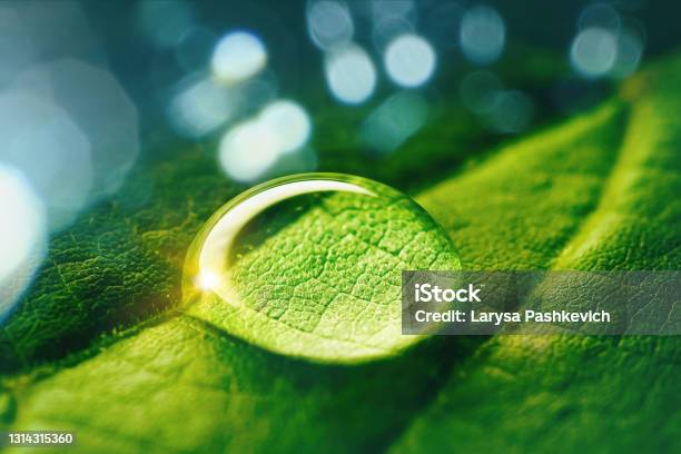 Beautiful Artistic Image Of Environment Nature In Spring Or Summer Stock Photo - Download Image Now