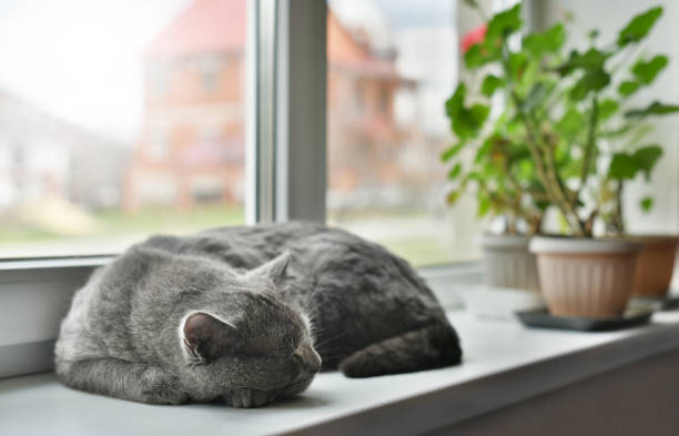 Big gray cat sleeps on the windowsill next to indoor flowers