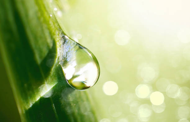 istock Beautiful water drop sparkle in sun on grass in sunlight. 1314315990