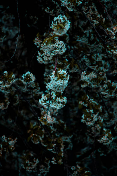 istock white wildflowers clustered in a bush 1314316422