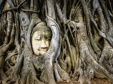 Head of Buddha in the tree roots in Buddhist at Wat Maha That temple, Ayutthaya Province, Thailand
