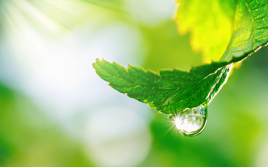 Close-up of water drop falling from tip of green leaf.