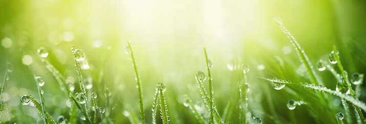 Jugosa hierba verde en el prado con gotas rocío en la luz de la mañana en el verano primavera al aire libre. photo