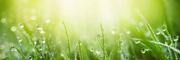 屋外の春の夏の朝の光の中で露を滴下草原のジューシーな緑の草。 - 露 ストックフォトと画像