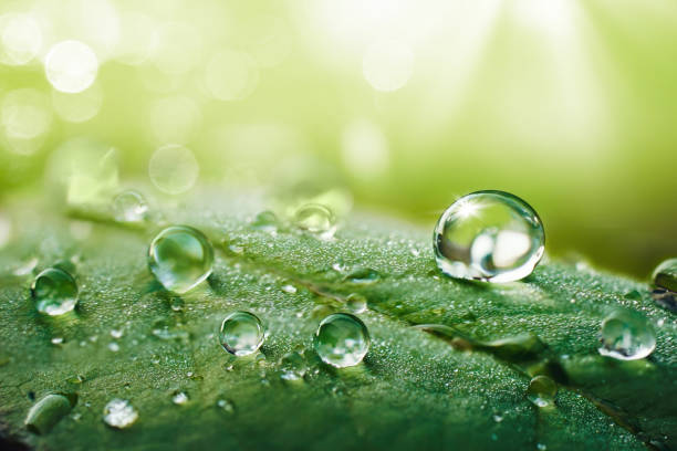 bella acqua cade dopo la pioggia su foglie verdi alla luce del sole. - drop water raindrop dew foto e immagini stock