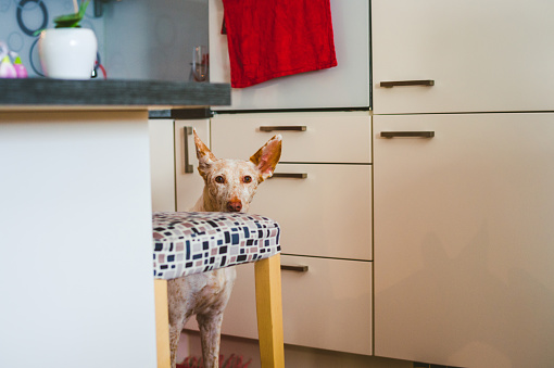 Cute Podenco dog in the kitchen, hiding behid the chair