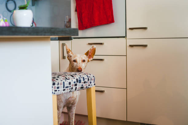 cachorro-de-podenco - podenco - fotografias e filmes do acervo