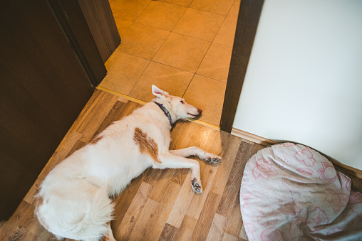 Cute Podenco dog lying down on the kitchen floor