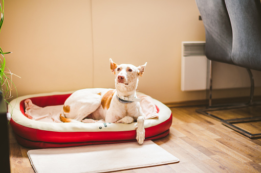 Cute Podenco dog lying down on the pet bed and looking into camera