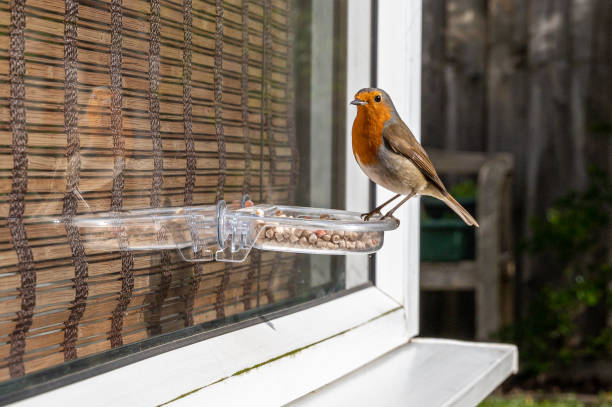 Urban wildlife as a robin eats from a window suet bird feeder Garden wildlife as a robin eats from a window suet bird feeder song sparrow stock pictures, royalty-free photos & images