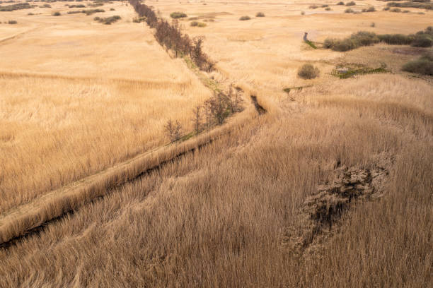 Dried reed field from above.