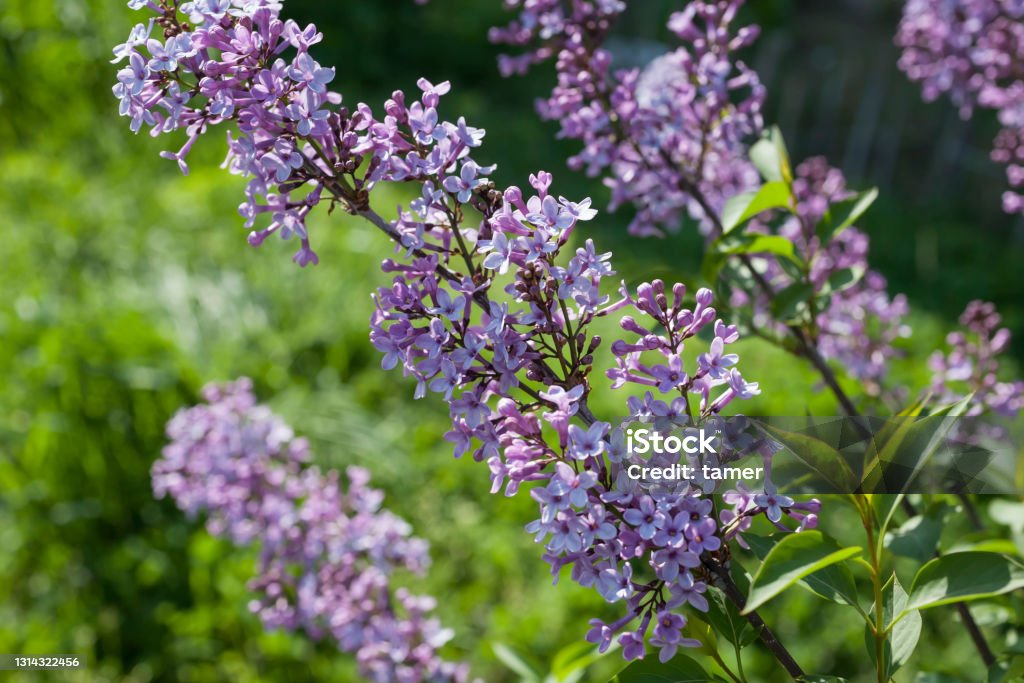 Purple buddleia flowers (Buddleja davidii). Photo showing the large purple flowers of a buddleia tree growing in the wild (Latin name: Buddleja davidii). This is also known as a 'butterfly bush', as the extremely fragrant flowers are often covered in colourful peacock butterflies. Botany Stock Photo
