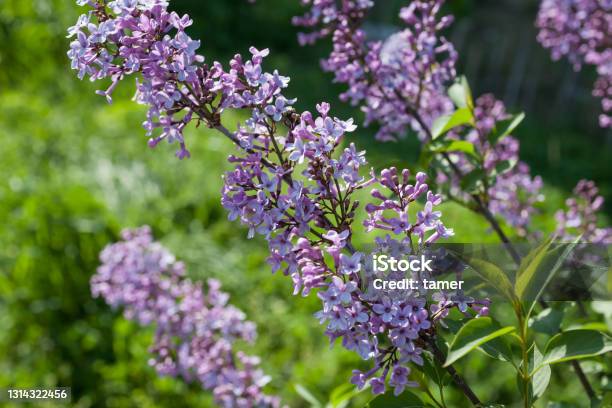 Purple Buddleia Flowers Stock Photo - Download Image Now - Botany, Branch - Plant Part, Buddleia