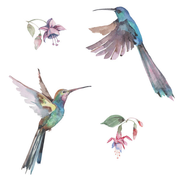 istock Two flying hummingbirds and pink flowers with buds and green leaves. Isolated elements on a white background. Watercolor. 1314323294