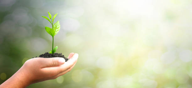 istock World environment day concept: hand holding tree over blurred natural background 1314323616