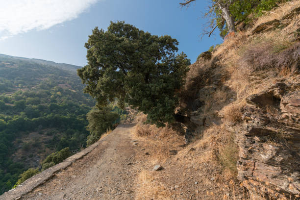 istock dirt road in the Sierra Nevada mountain 1314324459