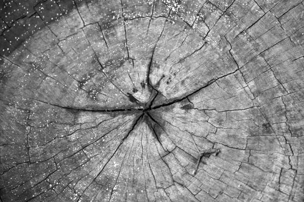 istock Wooden cross sectional view. 1314325518