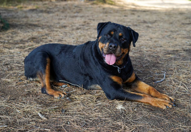 田舎で一日を楽しむ女性ドイツ語ラインロットワイラー犬 - security alertness canine pets ストックフォトと画像