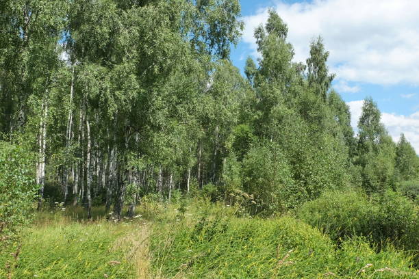 istock The edge of a birch forest on a sunny summer day 1314327007