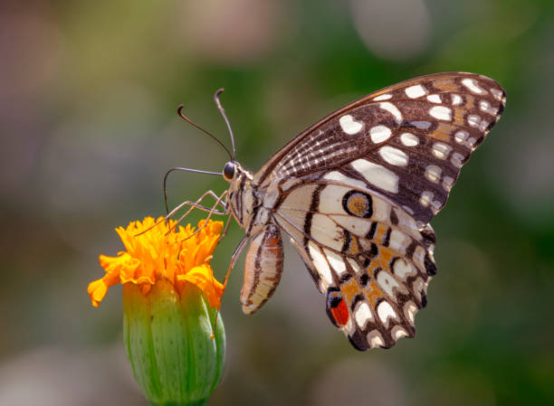 istock the lime butterfly on the flower 1314327757