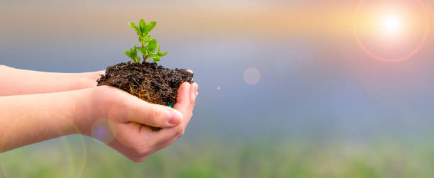 istock Hand holding young plant on dirt and sunset background . Concept green resources. 1314329904