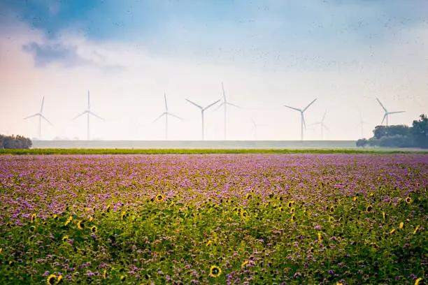 Photo of large agricultural growth, field of sunflowers (helianthus annuus) and purple tansy (phacelia tanacetifolia) in front of renewable energy windmill generators in a row at the horizon enveloped in mist.