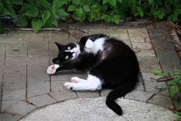 a funny black and white cat is rolling on the terrace