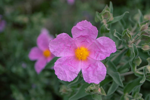 Cistus albidus pink flowers with bright yellow stamens and papery crumpled petals. Cistus albidus pink flowers with bright yellow stamens and papery crumpled petals. Grey-leaved flowering shrub. cistus albidus stock pictures, royalty-free photos & images